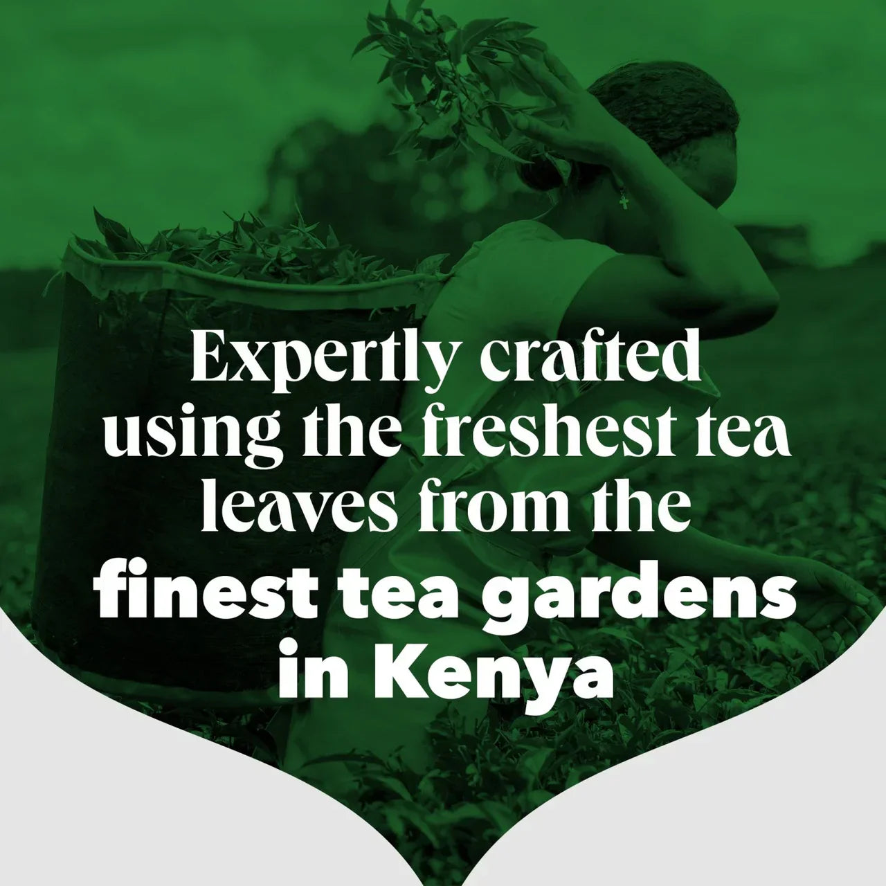 PG Tips Black Tea - 80 Bags 232g